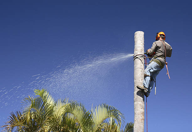 Professional Tree Services in Hobart, WI